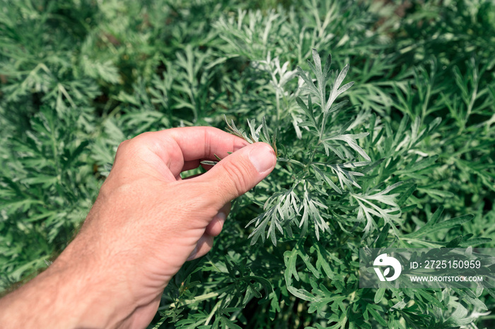 Gardener examining common wormwood plants in garden