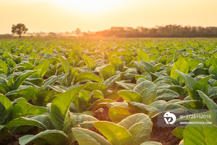 Young green tobacco plant in field at Sukhothai province northern of Thailand