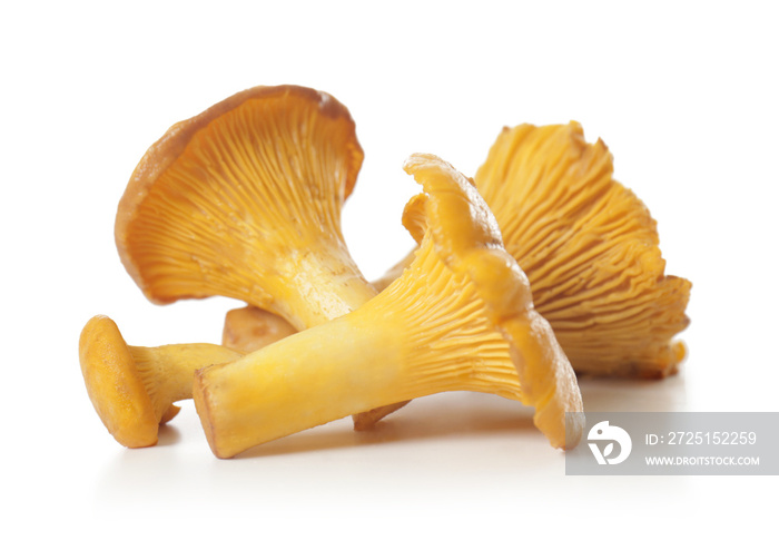 白底Chanterelles