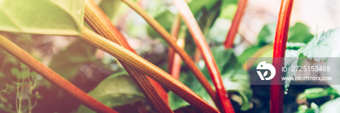 Rhubarb growing in the garden during spring