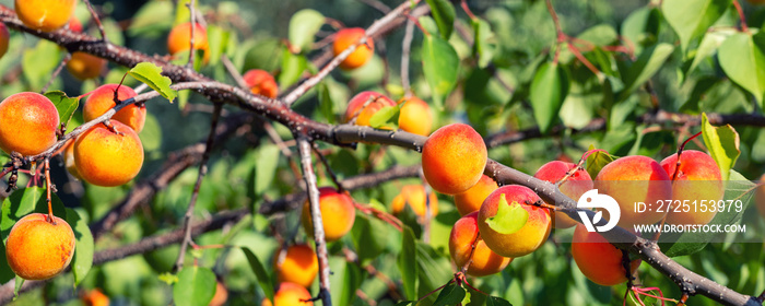 树枝上有橙红色的成熟的甜的多汁的成熟的杏子浆果对抗新鲜的gre