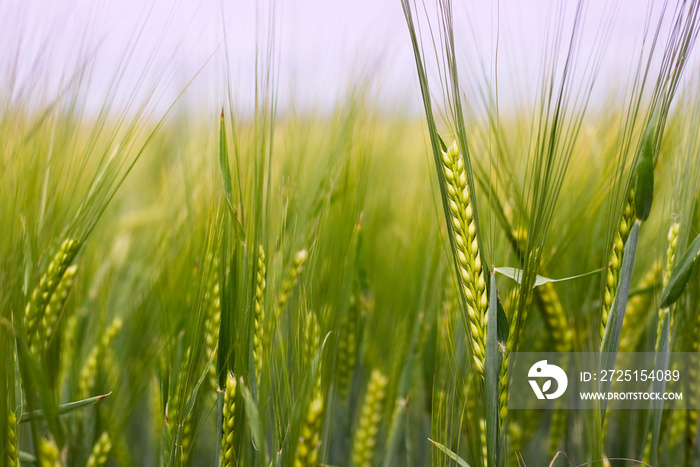 Detail of barley field. Young barley plants in the field. Blurred background.