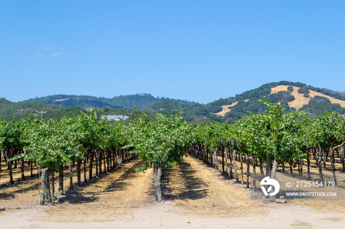 Vineyards at Sonoma valley