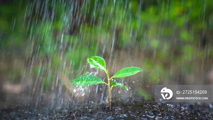 New life of young plant seedling grow in black soil. Gardening and environmental saving concept. Peo