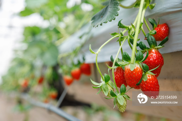 温室水培农场的水培草莓与高科技农业紧密结合