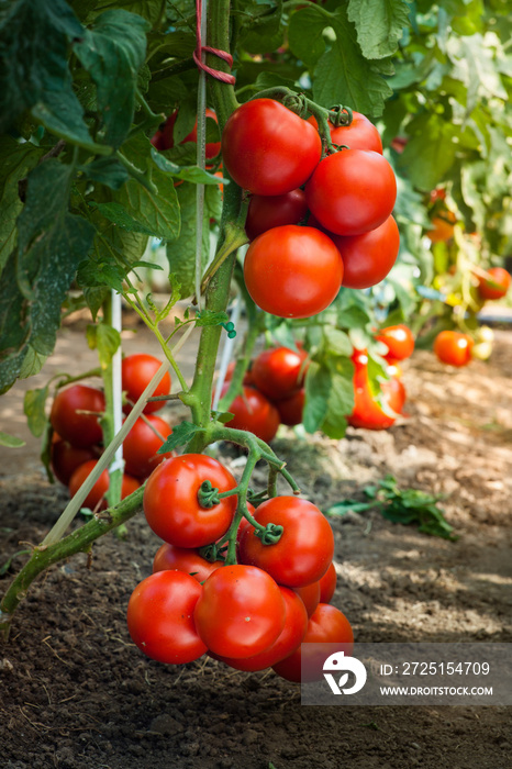 Ripe tomatoes in garden ready to harvest