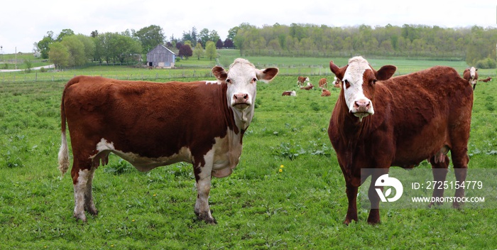 Two Hereford cows standing in the field looking at camera with calves and rest of herd in background