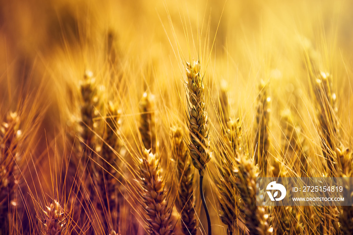 Golden wheat ears in field