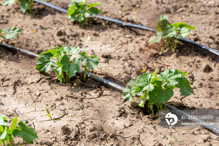 Dry soil during drought and the heat of the summer with an agricultural irrigation system in a garde