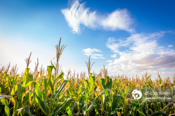 Corn plantation in a sunny day. Agricultural photography.