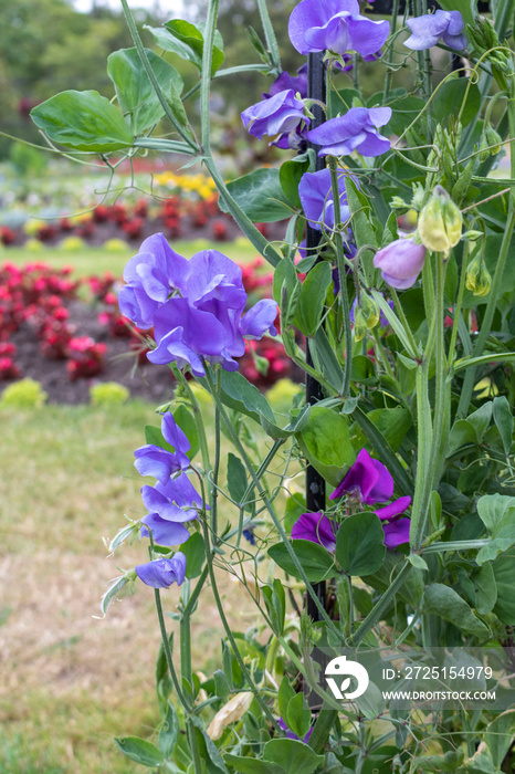 甜豌豆花-Lathyrus latifolius。