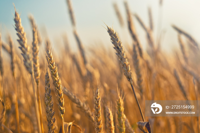 Wheat field.