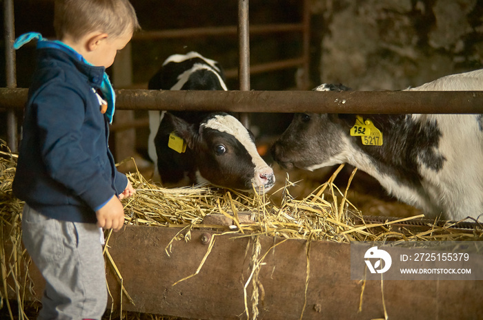 Children play in a stable with farm cows 3