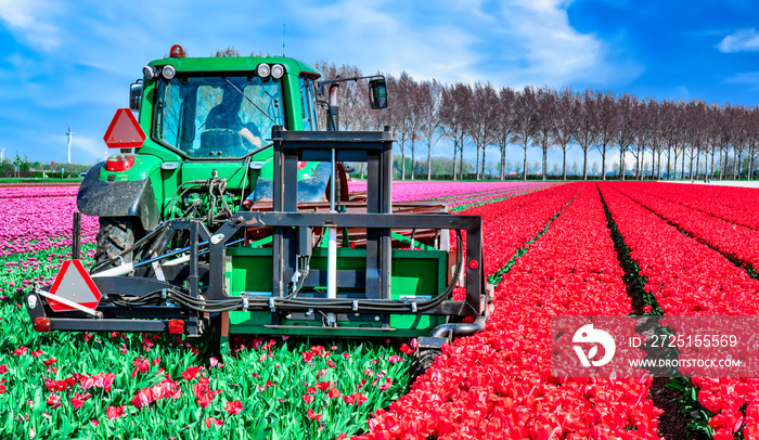 Tulpenblüte Holland