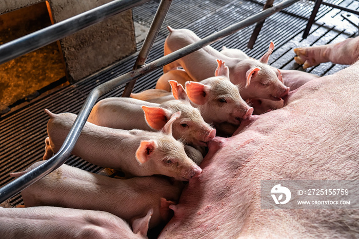 养猪场、动物和养猪业中的乳猪吮吸母猪