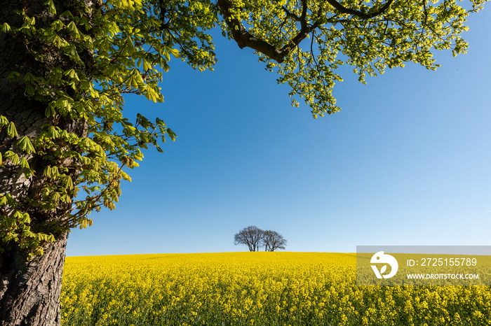 Schleswig-Holstein, Rapsblüte an der Ostseeküste im April