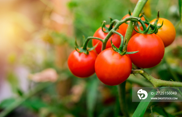 Ripe red tomatoes are on the green foliage background, hanging on the vine of a tomato tree in the g
