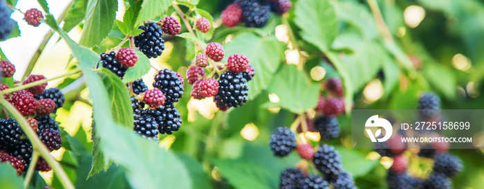 Blackberries grow in the garden. Ripe and unripe blackberries on a bush.