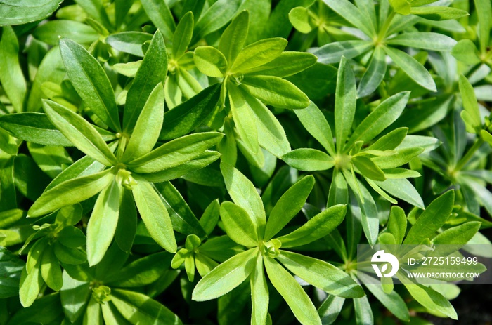 Fresh green woodruff herbs, closeup, ingredient for dessert, punchbowl, May, season, beverage, ingre