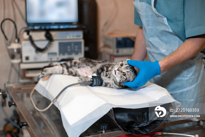 anesthesiologist prepares a cat for surgery. Pet surgery