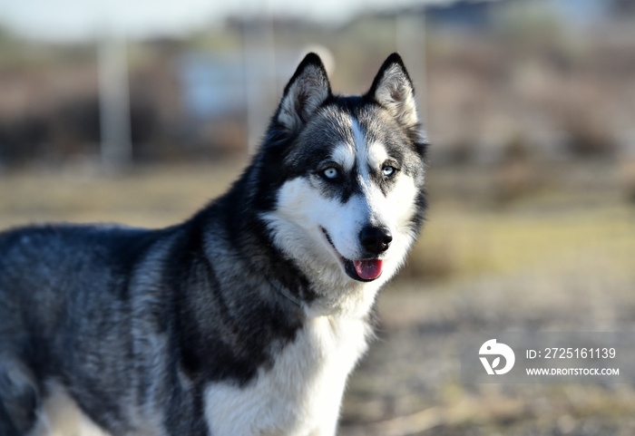 husky siberiano