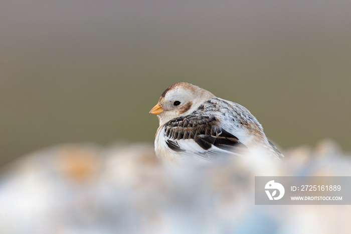 Snow Bunting