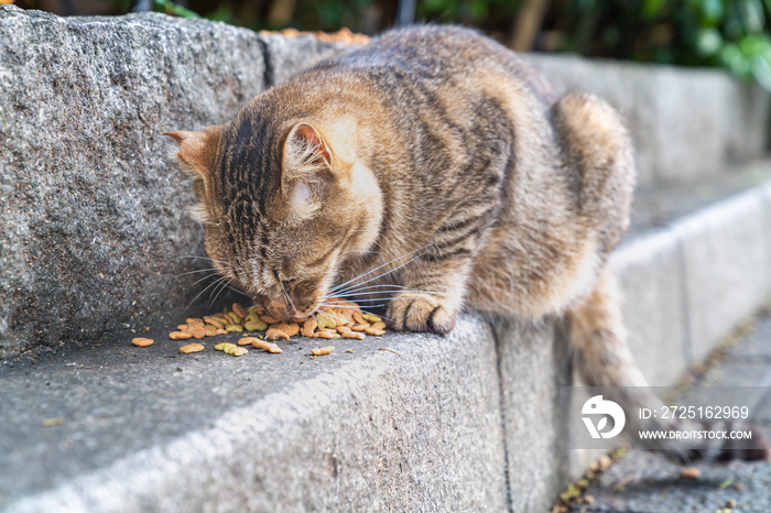 野良猫に餌付けしている写真。社会問題のイメージ。