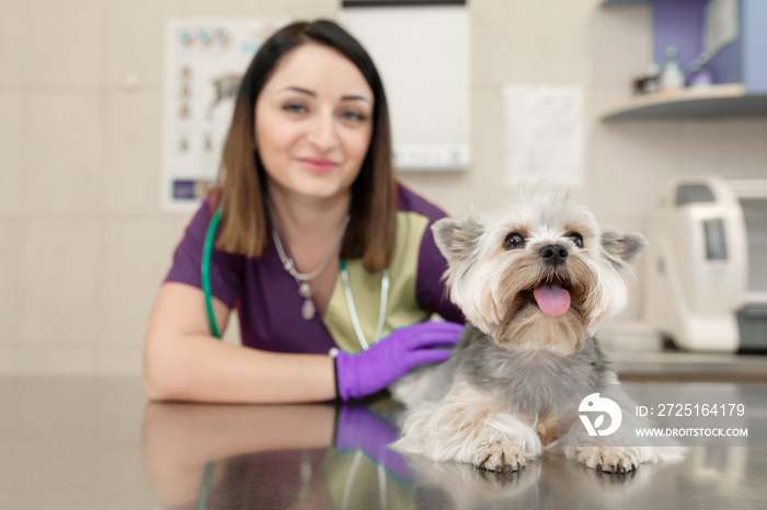 Beautiful brunette doctor vet examines a small cute dog breed Yorkshire Terrier at a veterinary clin