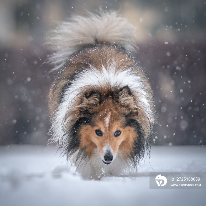 雪地里的狗