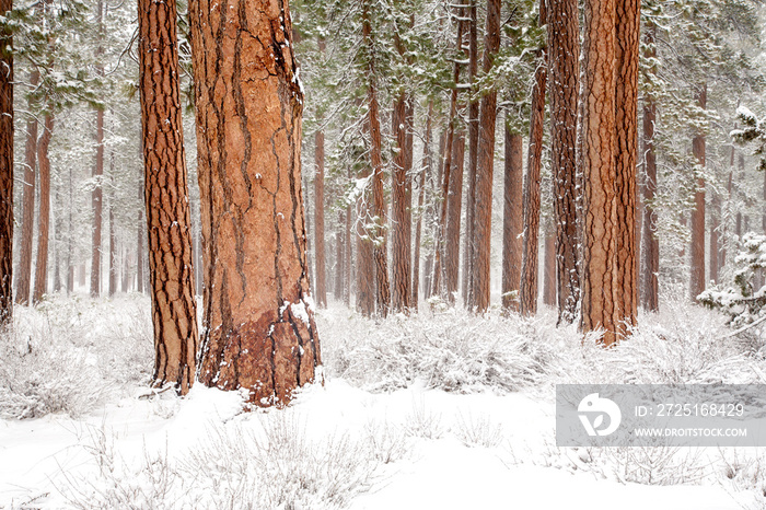 俄勒冈州Sisters附近的一场暴风雪后，一片黄松森林。