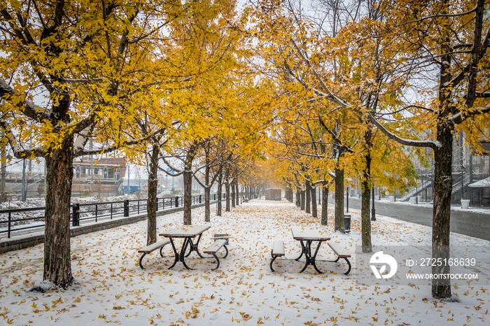 Walkway on the first snow with yellow leaves falling of trees - Montreal, Quebec, Canada