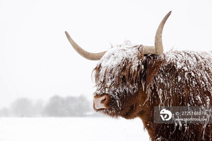 雪地里的苏格兰高地奶牛