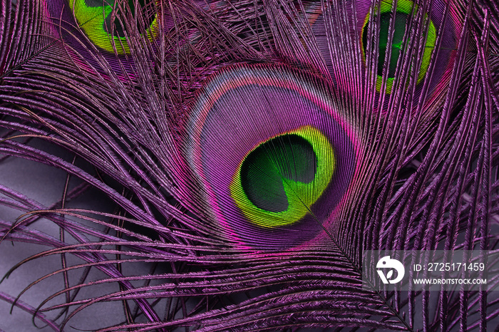 Close up of purple peacock feather with green eye, inverted colors.