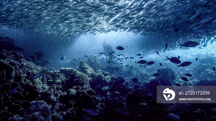 Seascape of coral reef in Caribbean Sea around Curacao at dive site Playa Grandi  with neptune statu