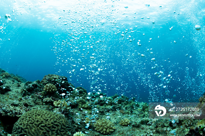 School of Striped large-eye bream