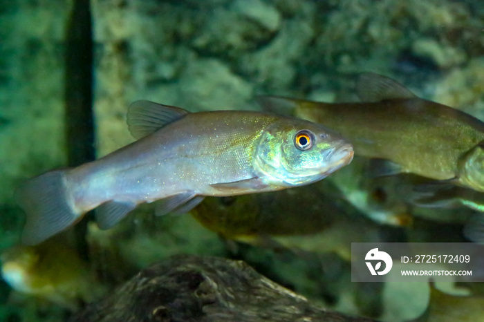 Tenca o Doctor Fish, Tinca tinca, Pez de agua dulce del río Guadiana en España. Es un pez de agua du