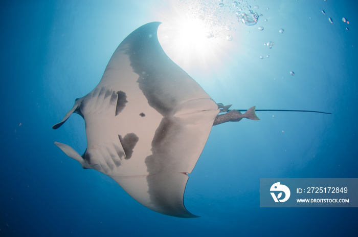 Mantas at the sea of cortez, Mexico.