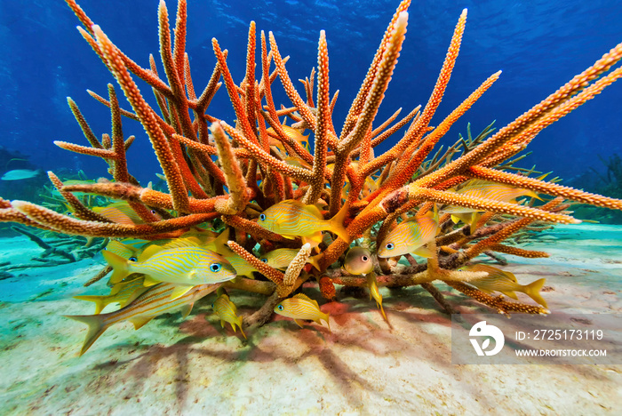 一群蜷缩在鹿角珊瑚下的法国Grunts