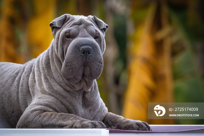 Chien Shar pei bleu gris en position allongée de côté qui regarde vers lobjectif. Bokeh végétal à l