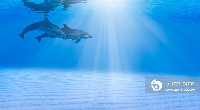 Two dolphins swimming underwater in the blue tropical sea