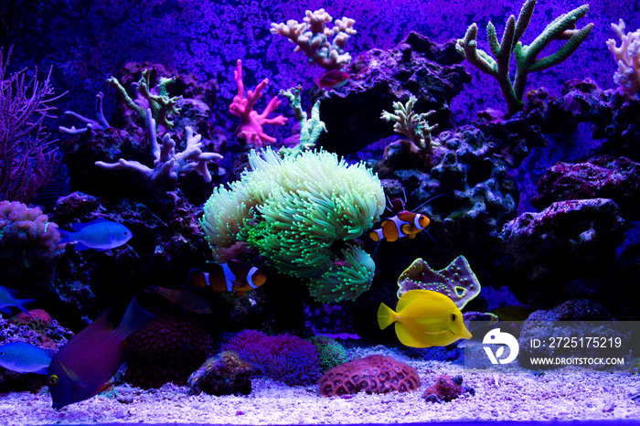 Coral reef aquarium scene