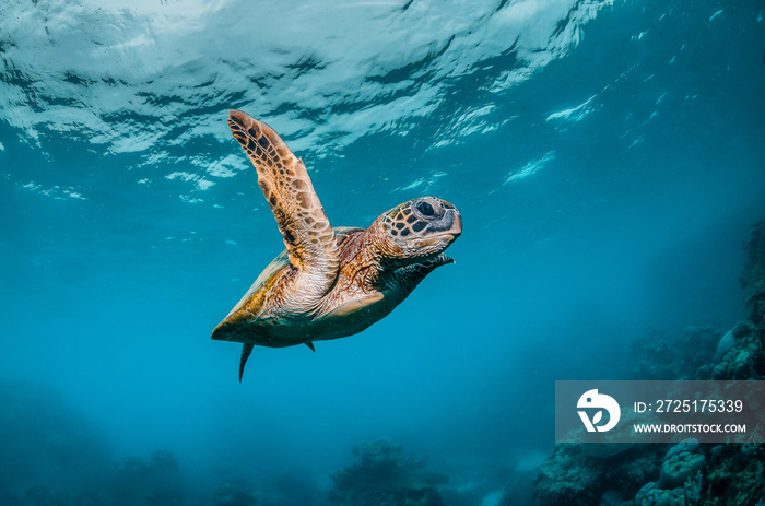 Green Sea Turtle Swimming Freely  in Clear Blue Ocean