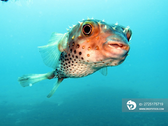 水族馆里的河豚