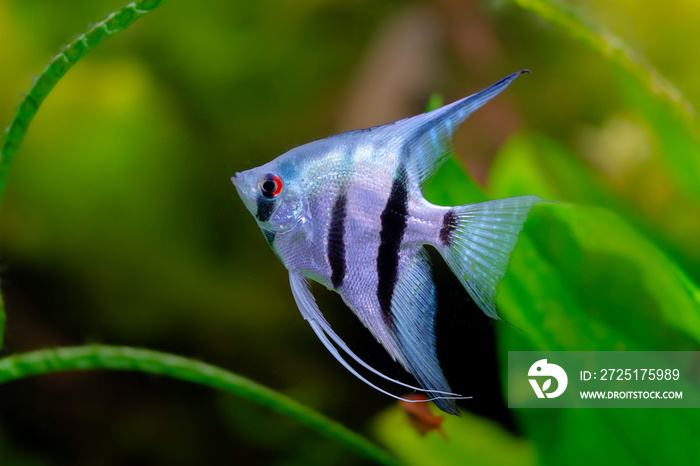 Poisson dornement标量ou Poisson ange Pterophyllum标量en gros计划