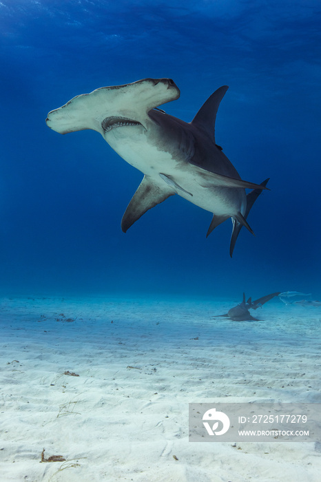 Great hammerhead shark in caribbean sea