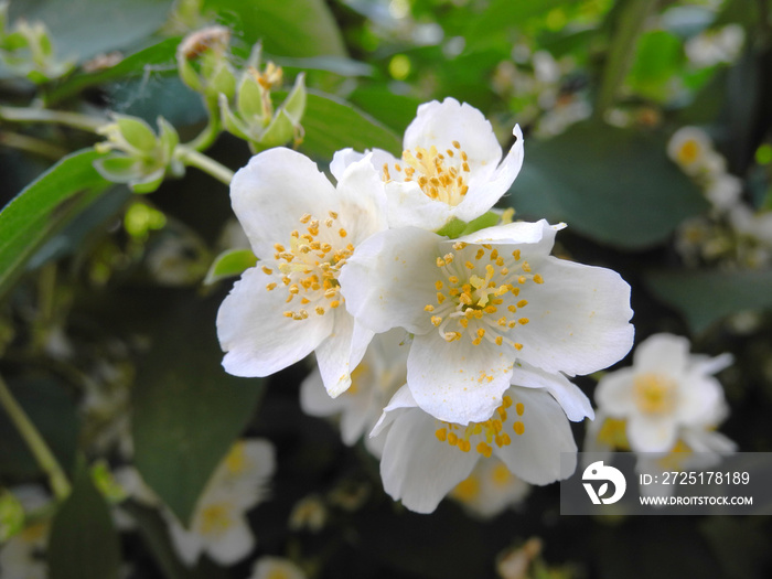 白色茉莉花Philadelphus coronarius（甜仿橙或英国山茱萸）。观赏shr