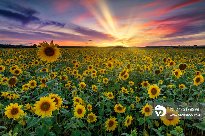 Beautiful sunset over sunflowers field