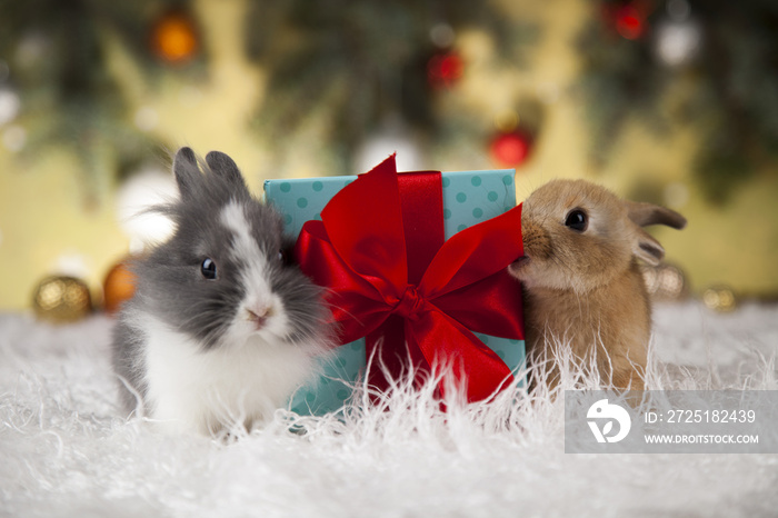 圣诞背景下的动物、兔子、兔子