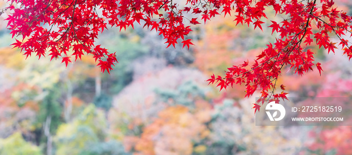 花园里的红色枫叶，文本有复制空间，秋海有自然的彩色背景