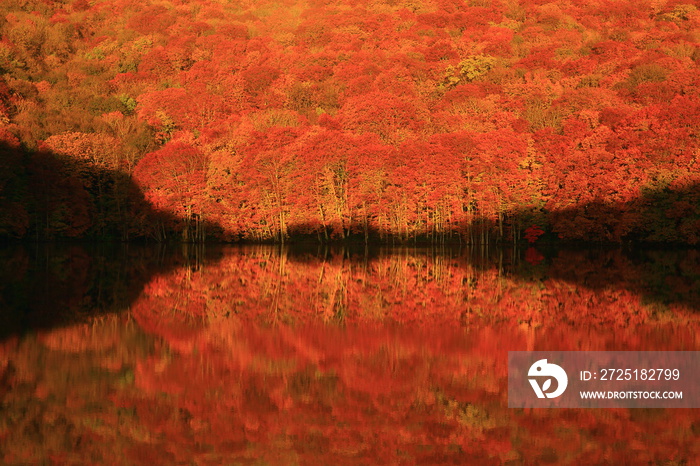 青森県　八甲田　紅葉の蔦沼